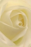 Enveloped by the delicate embrace of a single cream-white rose, the viewer is drawn inward, as if nestled among its soft and luminous petals. The gentle spiral invites quiet reflection, its surfaces smooth and almost glistening with the subtle suggestion of morning dew. Lingering shadows add depth, balancing the light's glow-a scene evocative of the peaceful mornings that shape life in Colney Hatch. The mood is serene and uplifting, resonating with the emotions behind every meaningfully crafted bouquet: sympathy, admiration, or new beginnings. The nuanced fragrance-sweet and unobtrusive-feels as if it fills a sunlit Colney Hatch living room, with the warmth of neighbourhood care. As a florist, one senses both the fragility of each nearly transparent petal and the certainty of design in their precise arrangement. This rose encapsulates the thoughtful artistry and heartfelt intention that define bouquets made for the special moments and everyday comforts across Colney Hatch.
